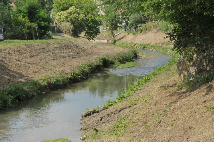 Fiume Ema - pesci morti